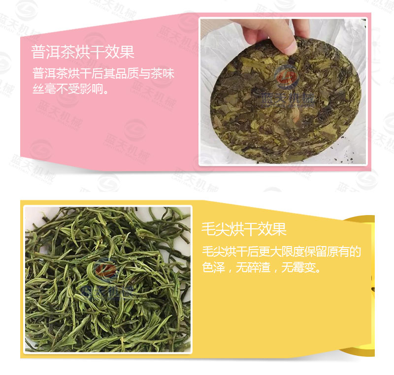 茶葉網帶式烘干機烘干效果